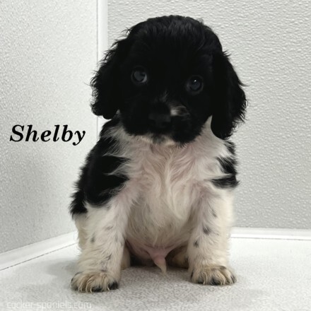 puppy, for, sale, Cocker Spaniel, Joe & Cherri  Overlease, dog, breeder, Miller, MO, dog-breeder, puppy-for-sale, forsale, nearby, find, puppyfind, locator, puppylocator, aca